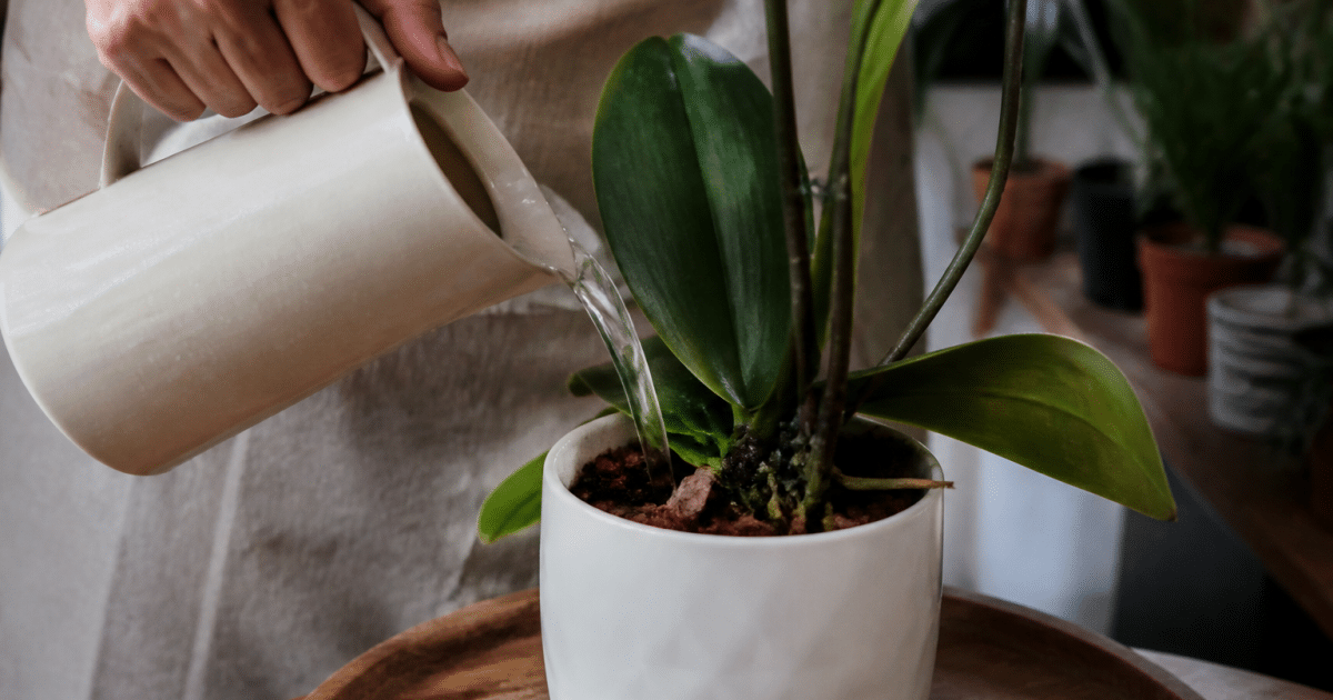 Main versant eau sur orchidee en pot blanc